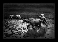 572 - MANSOON FARMING - GANTHADE NILESH - india <div